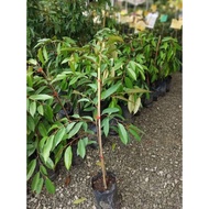 benih pokok durian duri hitam atau D200
