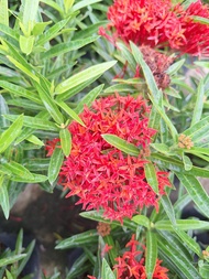 SNT / pokok ixora sri lanka / pokok landscape / pokok hidup