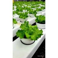 Christmas suppliesOlmetie Lettuce RZ - Batavia Greenleaf Lettuce | 1000 seeds | Rijk Zwaan Seeds by