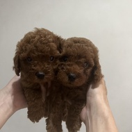 JWK ANJING RED TOY POODLE MINI