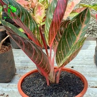 PTR tanaman aglonema red sumatra - aglaonema red sumatra - pusat