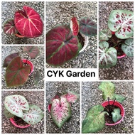[CYK] Caladium Thai Hybrid | 彩芋 | Pokok Plant Keladi Garden