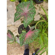 Caladium Red Star(⭐)