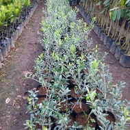 Olive Tree/Live Plan