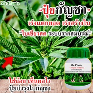 📢ปุ๋ยกัญ ปุ๋ยออแกนิค สมุนไพร สายเขียว ระยะทำใบ เร่งแตกยอด เร่งสร้างใบ ปุ๋ยกระท่อม กัน ชา บำรุงใบ ไนโ
