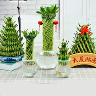 Melting and Heating Festival Height Lucky Bamboo Bamboo Pot Tower Lucky Bamboo Hydroponic Plant Office Green Plant Hydro