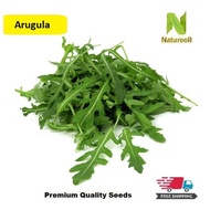 300pcs Arugula Seeds (Free Shipment)