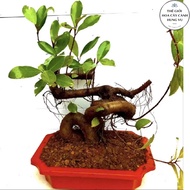 30cm tall red bud tree - table tree