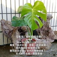 葉子超美的盆栽：龜背芋(電信蘭、電線蘭)