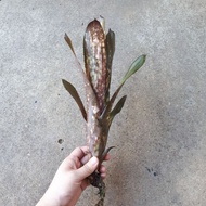 [ Ready Stock ] Bromeliad Billbergia Hallelujah - Individual Plant