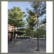 ◰ ☬ ✶ AFRICAN TALISAY (10 SEEDS) BUY 2 GET 1 FREE