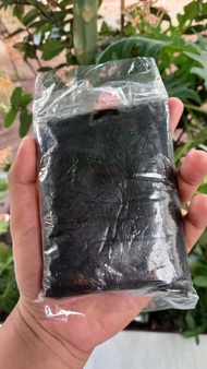 Pemikat Walet Kelelet Getah Candu Asli