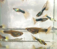 Guppy White Tuxedo 2 Pairs Ikan Guppy Live Fish Aquarium Ikan Akuarium