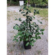 australia cedar cherry/cedar beach cherry