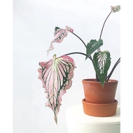 Caladium Thai Plant - Fresh Gardening Indoor Plant Outdoor Plants