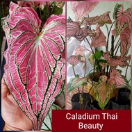[Keladi Viral Murah] Caladium Thai Beauty Pink