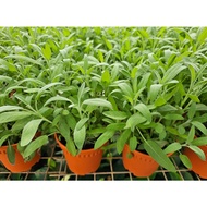 Sage Herb House Home Potted Plant Gardening Landscaping