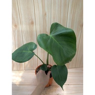 JNJ -【Real Live Plant】Monstera Deliciosa‘ 龟背竹