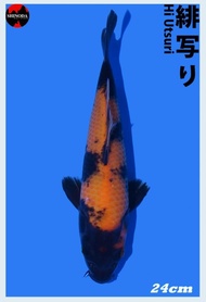 MURAH Ikan Koi Import Hi Utsuri 22 cm Serti Shinoda Koi Farm Jepang