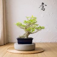 中品盆栽-西印度櫻桃 盆景 送禮