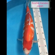 Ikan Koi Goshiki Import Jepang. Bersertifikat.