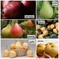Pokok Buah Pear Pokok tut senang dan cepat berbuah
