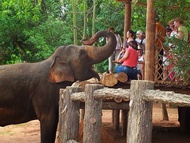 ทัวร์แคมป์ช้างพินนาวาลา (Pinnawala Elephant Orphanage) จากเมืองแคนดี้