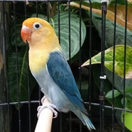 Burung Lovebird Biola PB Vio Dewasa Jantan/betina