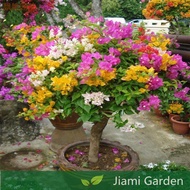 🌼Bougainvillea Seeds | Dwarf Colorful | 100 Seeds | Permanent Bloom | Bonsai | Potted Plant