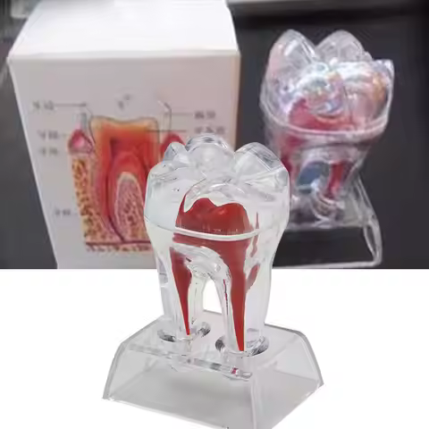 Dental Crystal Base Hard Plastic Teeth Tooth Molar Model Fit for Smile Dental Oral Cavity Model