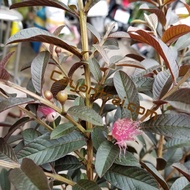 Purple leaf sparrow guava seedling