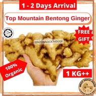 [ FREE 100gr ] Fresh Old Bentong Ginger Halia Bentong Tua Vegetable Seed Organic Powder Tea Confinem