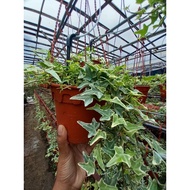 ENGLISH IVY LIVE PLANT