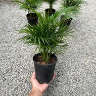 90s Greenovation Live Plant Jawa Palm 爪哇棕榈 P130