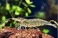 Yamato/Amano shrimp (aquarium great cleaner)