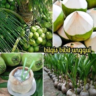 bibit kelapa hibrida HIJAU JUMBO