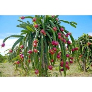 Dragon Fruit WHITE cutting. Buah naga putih besar