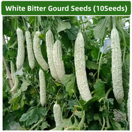10seeds White Bitter/ Gourd Seeds Long Balsam Pear Seed Ampalaya Seeds for Planting /Vegetable Plant