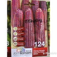 (JT124) Jom Tanam By Crop Power Vegetable Seed Honey Purple Sweet Corn / Biji Benih Jagung Ungu Pulu