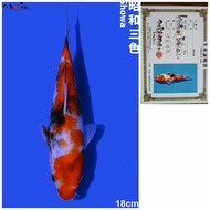 Ikan Koi Showa Import Murah farm ISA serti Breeder Ikan Koi Showa 18cm