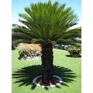 POKOK CYCAS REVOLUTA