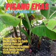 ANAK PISANG EMAS GRED A PLUS BENIH PILIHAN RAMAI.