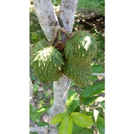 anak pokok durian belanda...