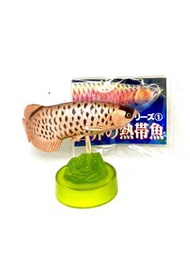 《太古/鰂魚涌/西灣河交收70》中古 特別版 secret  龍吐珠 Marmit 世界熱帶魚世界之熱帶魚 淡水魚 龍魚 雙須骨舌魚 古代魚  樽蓋 瓶蓋 一枚 水族館 動物園 扭蛋 模型 周邊 非海