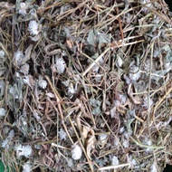 Dried Soil Blooming Plant, Supports Diuresis, Stabilizes Blood Pressure