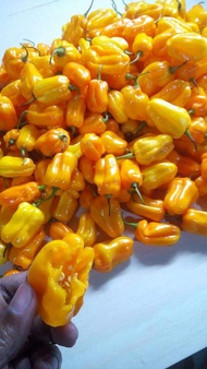 Yellow Habanero Hot Pepper Seeds