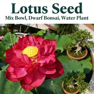 Bowl Water Lotus Lily Seed Plant Mix Flower Seed Dwarf Bonsai Garden Pot