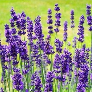 Biji Bunga - Bunga Lavender | Flower Seed - Lavender | 花种子 - 薰衣草