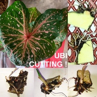 ANAK UBI KELADI THAI SAYAM THAP TIM CHUM PU CALADIUM BULB CUTTING THAILAND