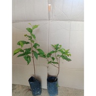 anak pokok serai kayu / samak